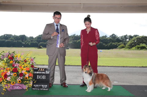 シェルティ　チェリー　岩手県クラブ連合会展　BOB