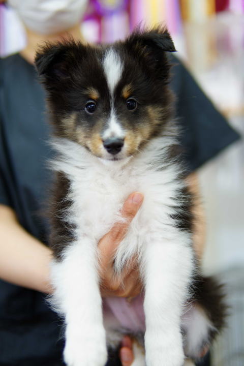 シェルティ　子犬　トライ　男の子　R7.5.5生まれ　正面画像