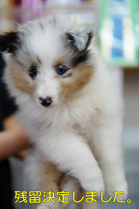 シェルティ　子犬　ブルーマール　女の子②　R7.5.5生まれ　正面画像