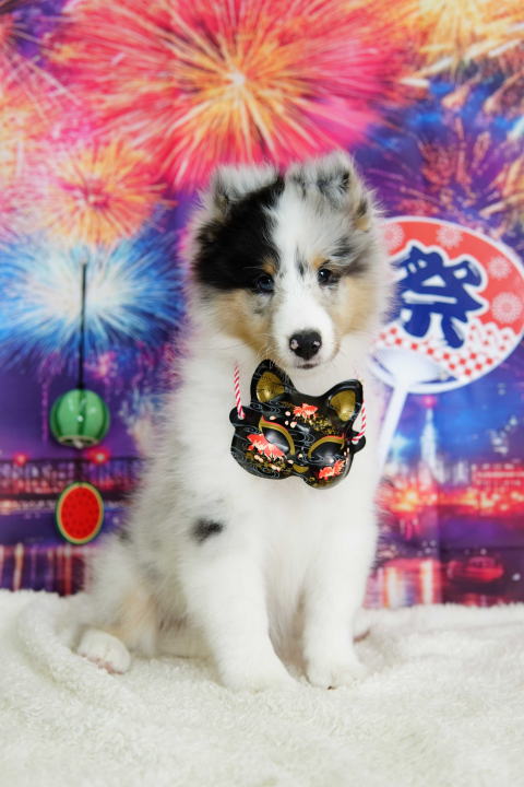 シェルティ　子犬　ブルーマール　女の子①　R7.5.5生まれ　正面画像