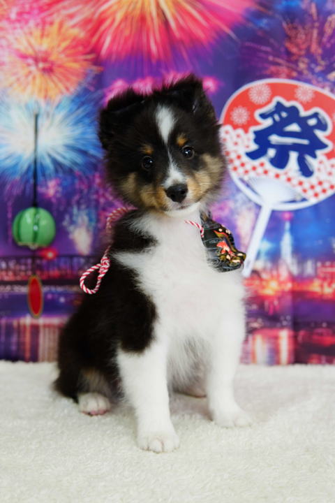 シェルティ　子犬　トライ　男の子　R7.5.5生まれ　正面画像