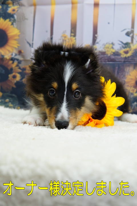 シェルティ　子犬　トライ　男の子　R7.5.5生まれ　正面画像