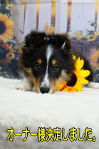 シェルティ　子犬　トライ　男の子　R7.5.5生まれ　正面画像