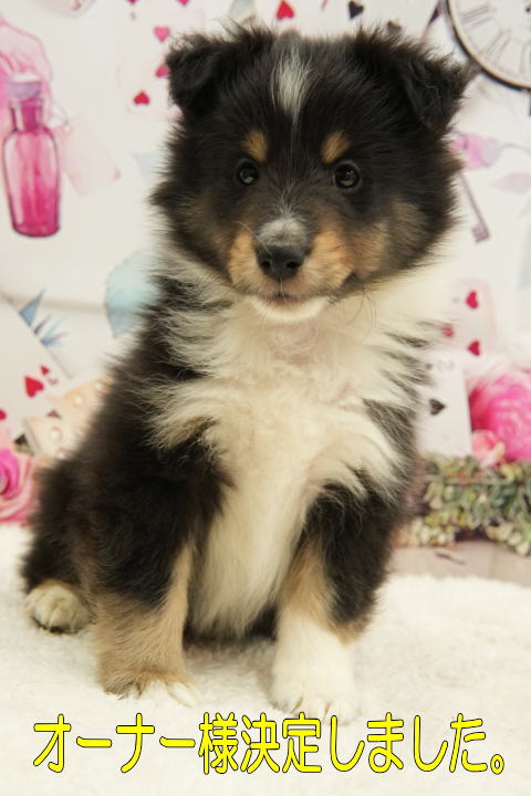 シェルティ　子犬　トライ　男の子(次男)　R6.9.24生まれ　正面画像