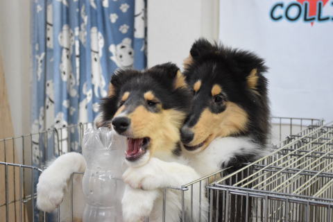キリコ　コリー(ラフコリー)　子犬　画像　写真