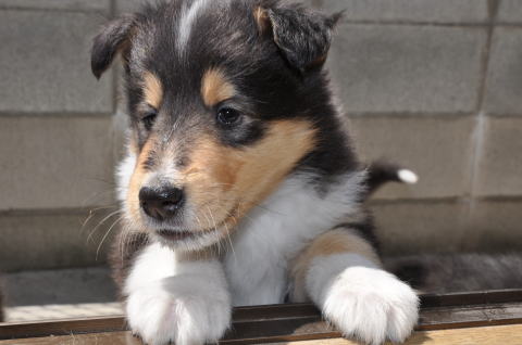 キリコ　コリー(ラフコリー)　子犬　画像　写真
