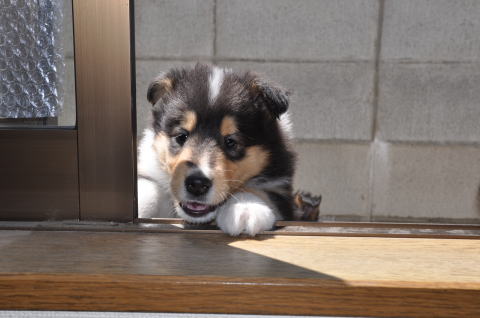 キリコ　コリー(ラフコリー)　子犬　画像　写真
