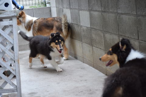 キリコ　コリー(ラフコリー)　子犬　画像　写真
