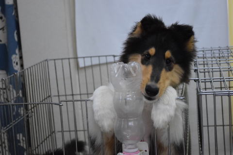 キリコ　コリー(ラフコリー)　子犬　画像　写真