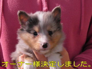 VFeB@u[}[@̎q