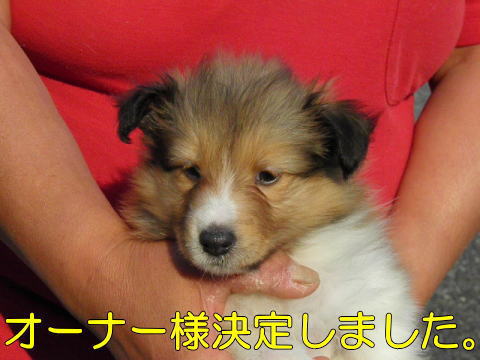 VFeB@Z[u@̎q@ʉ摜