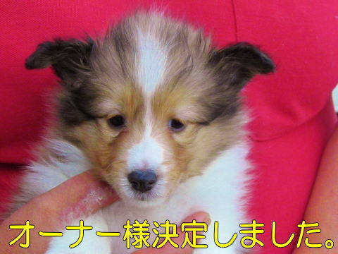 VFeB@Z[u@̎q@ʉ摜