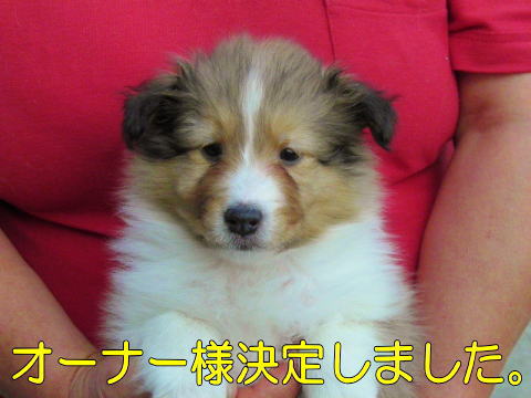 VFeB@Z[u@̎q@ʉ摜