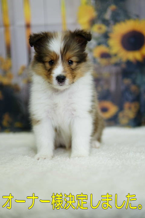 シェルティ　子犬　セーブル＆ホワイト　女の子(長女)　R7.5.5生まれ　正面画像