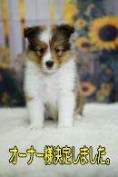 シェルティ　子犬　セーブル＆ホワイト　長女　R7.7.6生まれ　正面画像