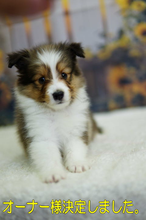 シェルティ　子犬　セーブル＆ホワイト　女の子(次女)　R7.5.5生まれ　正面画像