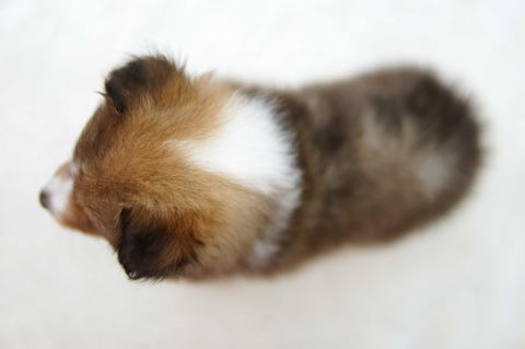 シェルティ　子犬　セーブル＆ホワイト　女の子(三女)　R7.5.5生まれ　背面画像