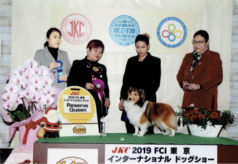 シェルティ　チェリー　ＦＣＩ　東京インター　リザーブクイーン