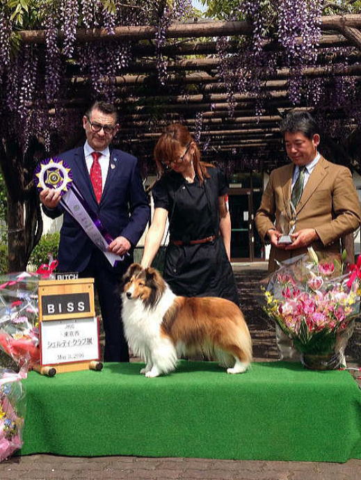 シェルティ　チェルシー　ＢＩＳＳ　記念写真