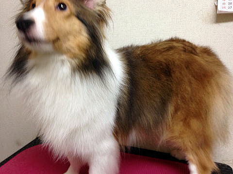 VFeB@Z[u@ꂳ̎ʐ^