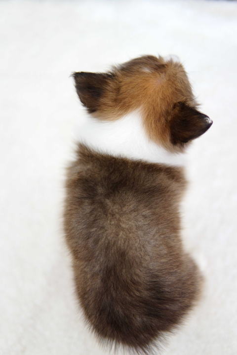 シェルティ　子犬　セーブル＆ホワイト　男の子(長男)　R7.5.5生まれ　背面画像