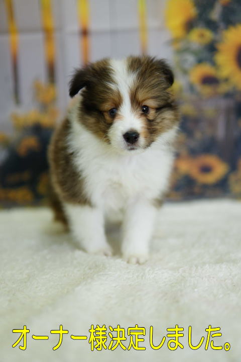 シェルティ　子犬　セーブル＆ホワイト　男の子(次男)　R7.5.5生まれ　正面画像