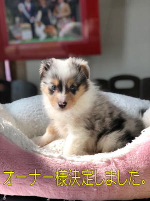 シェルティ　子犬　ブルーマール　男の子(三男)　R4.1.12生まれ　正面画像