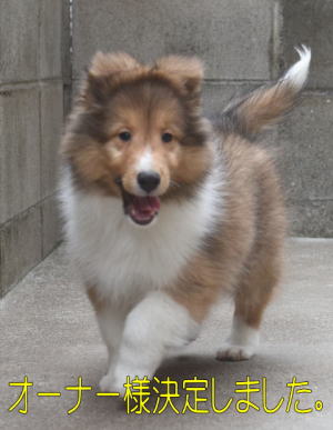 シェルティ　子犬　セーブル＆ホワイト　男の子　R4.3.6生まれ　正面画像